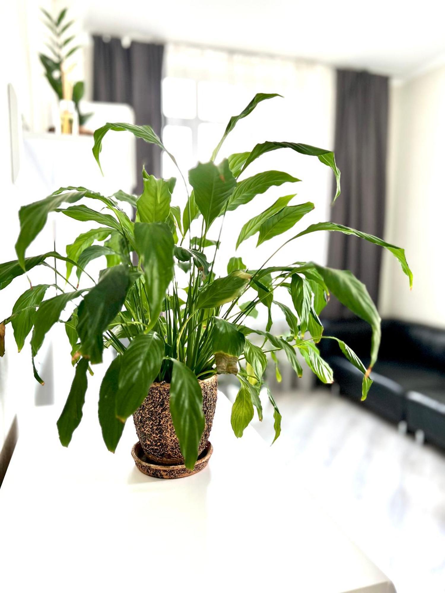 Osapart Beautiful Apartment In A Complex Semycvit ลวีฟ ภายนอก รูปภาพ