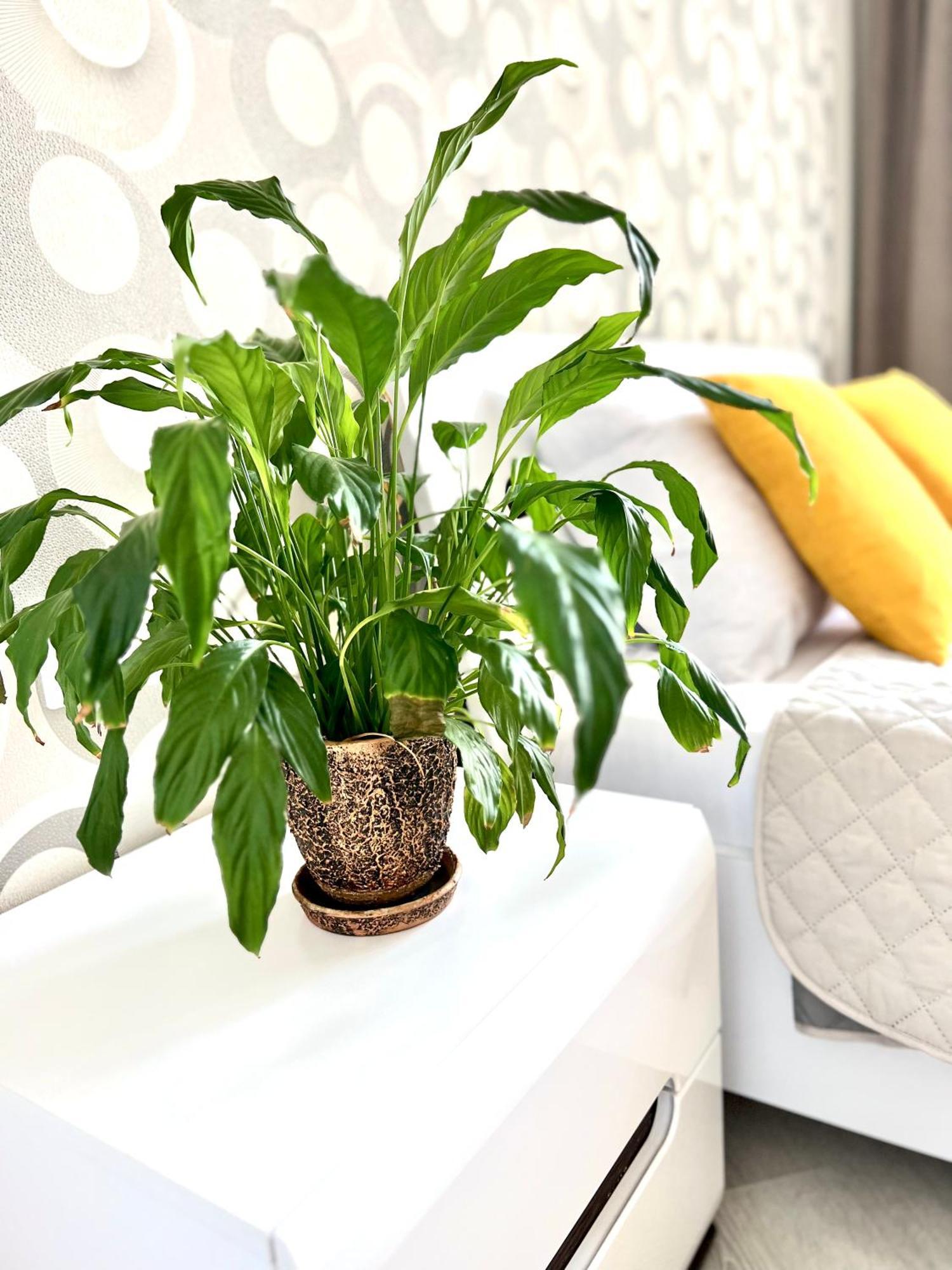 Osapart Beautiful Apartment In A Complex Semycvit ลวีฟ ภายนอก รูปภาพ